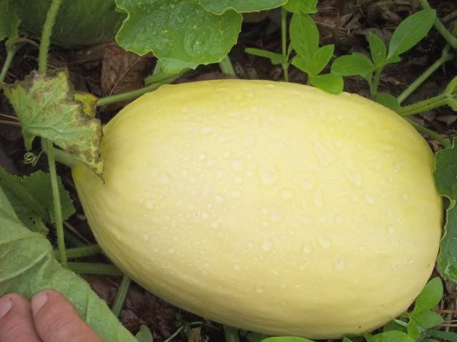 Lily 2 photo lily2.jpg